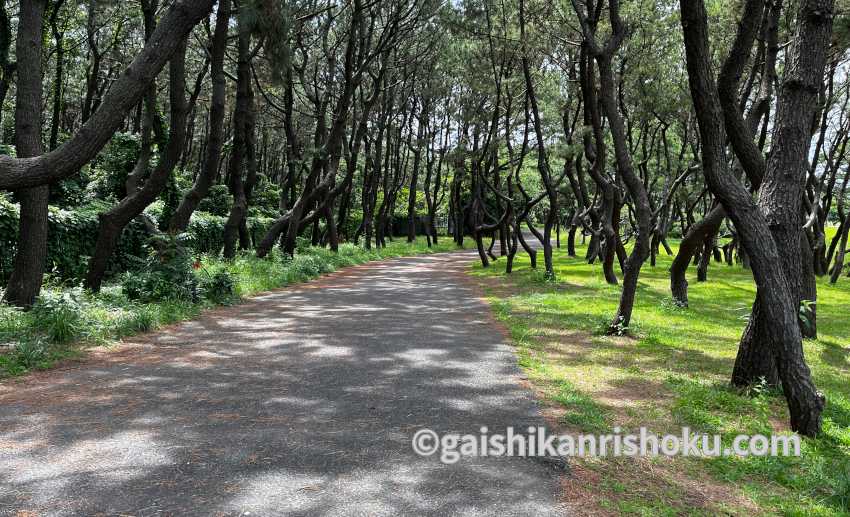 横浜・湘南で自転車の練習におすすめの公園　辻堂海浜公園・交通公園